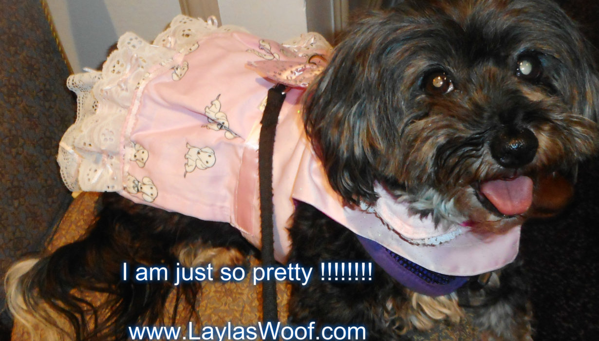 Another week in my life – Layla's Woof